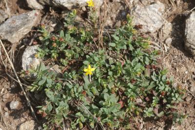 Millepertuis couché, Petit Millepertuis Hypericum humifusum L., 1753