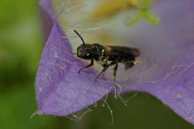  Chelostoma foveolatum (Morawitz, 1868)