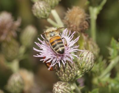 Abeille domestique, Abeille européenne, Abeille me Apis mellifera Linnaeus, 1758