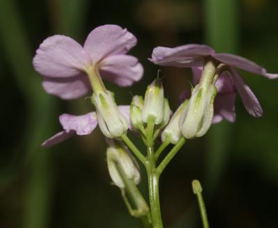 Julienne des dames Hesperis matronalis L., 1753