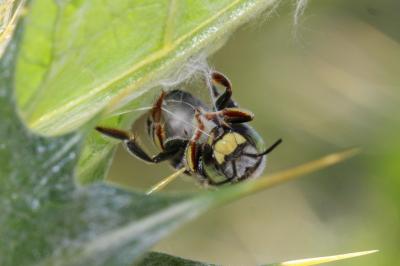  Anthidium diadema Latreille, 1809