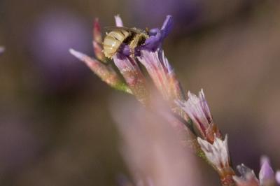  Nomioides minutissimus (Rossi, 1790)