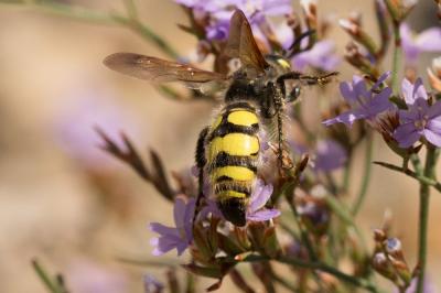  Colpa sexmaculata (Fabricius, 1781)