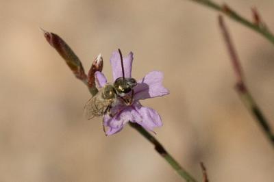  Vestitohalictus vestitus (Lepeletier, 1841)