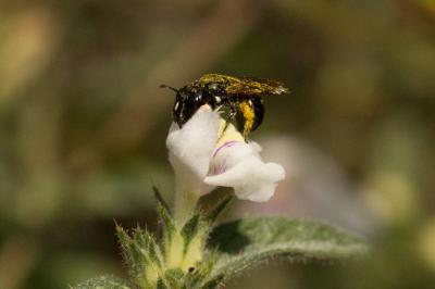 Ceratine commune Ceratina cucurbitina (Rossi, 1792)