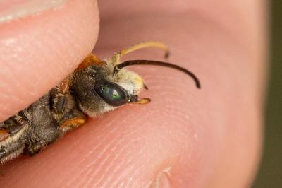  Halictus quadricinctus (Fabricius, 1776)