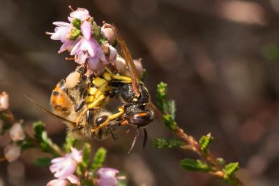  Philanthus triangulum (Fabricius, 1775)