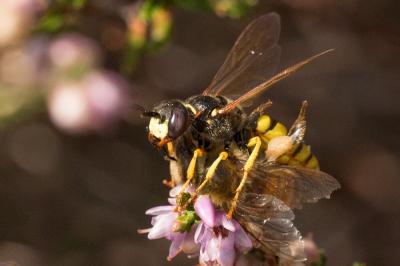  Philanthus triangulum (Fabricius, 1775)