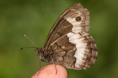 Sylvandre helvète (Le) Hipparchia genava (Fruhstorfer, 1908)