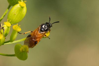  Arge cyanocrocea (Förster, 1771)