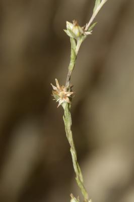 Cotonnière naine, Gnaphale nain Logfia minima (Sm.) Dumort., 1827