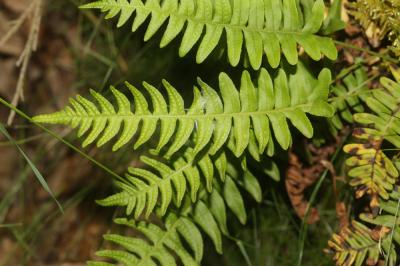 Réglisse des bois, Polypode vulgaire Polypodium vulgare L., 1753