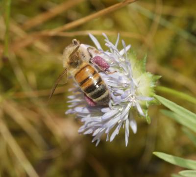 Abeille domestique, Abeille européenne, Abeille me Apis mellifera Linnaeus, 1758