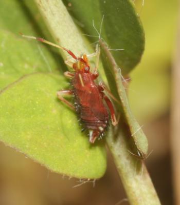  Deraeocoris ruber (Linnaeus, 1758)