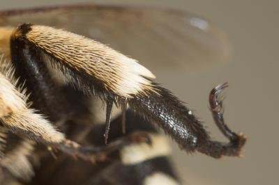 Amégille à quatre bandes Amegilla quadrifasciata (Villers, 1789)