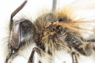  Andrena angustior (Kirby, 1802)