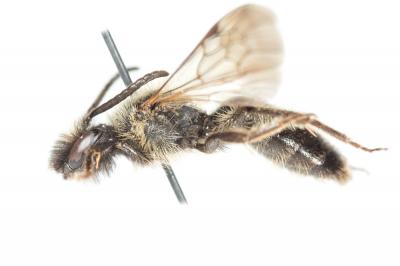  Andrena bicolor Fabricius, 1775