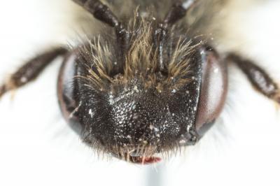  Andrena bicolor Fabricius, 1775