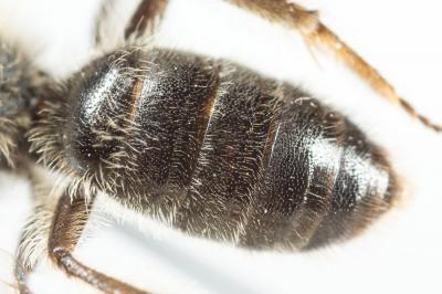  Andrena bicolor Fabricius, 1775