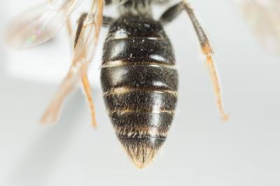  Andrena chrysosceles (Kirby, 1802)