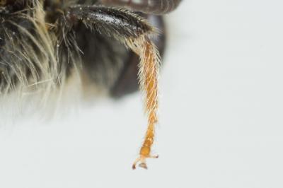  Andrena chrysosceles (Kirby, 1802)