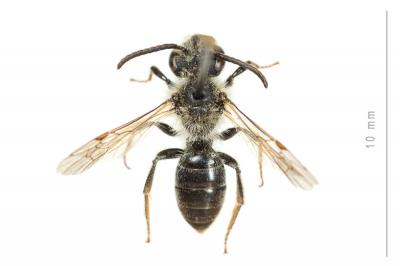  Andrena dorsata (Kirby, 1802)