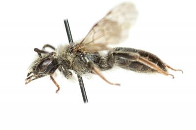  Andrena dorsata (Kirby, 1802)