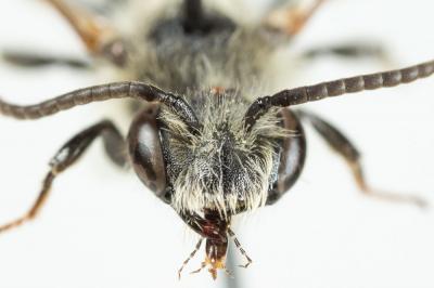  Andrena dorsata (Kirby, 1802)