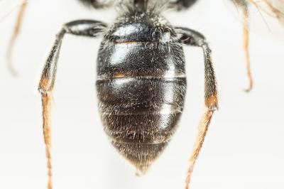  Andrena dorsata (Kirby, 1802)