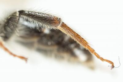  Andrena dorsata (Kirby, 1802)