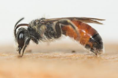  Andrena labiata Fabricius, 1781