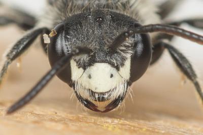  Andrena labiata Fabricius, 1781