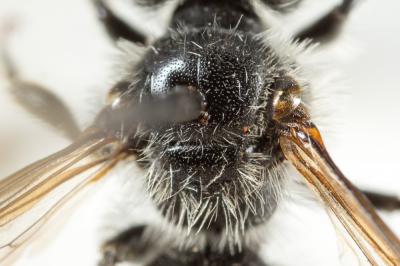  Andrena labiata Fabricius, 1781