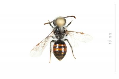  Andrena potentillae Panzer, 1809