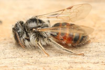  Andrena potentillae Panzer, 1809