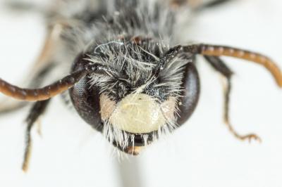  Andrena potentillae Panzer, 1809