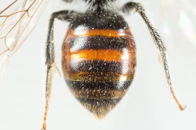  Andrena potentillae Panzer, 1809