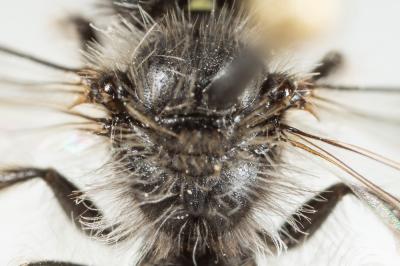  Andrena solenopalpa Benoist, 1945