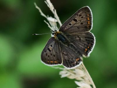 Cuivré fuligineux (Le), Argus myope (L'), Polyomma Lycaena tityrus (Poda, 1761)