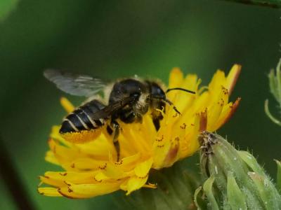 Mégachile du rosier, Abeille découpeuse Megachile centuncularis (Linnaeus, 1758)