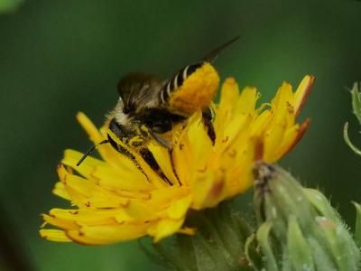 Mégachile du rosier, Abeille découpeuse Megachile centuncularis (Linnaeus, 1758)