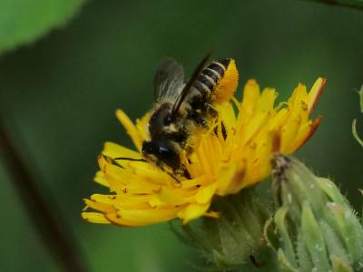 Mégachile du rosier, Abeille découpeuse Megachile centuncularis (Linnaeus, 1758)