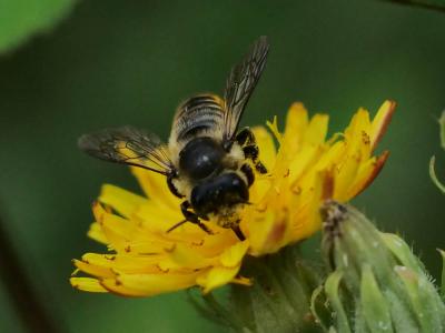 Mégachile du rosier, Abeille découpeuse Megachile centuncularis (Linnaeus, 1758)