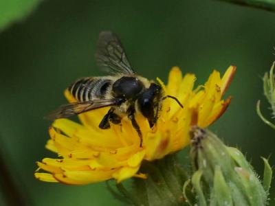 Mégachile du rosier, Abeille découpeuse Megachile centuncularis (Linnaeus, 1758)