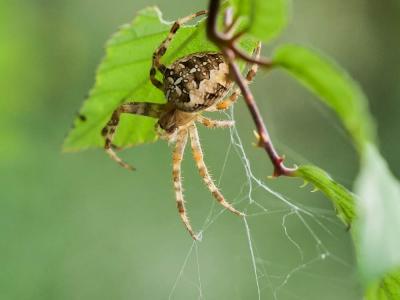 Épeire diadème Araneus diadematus Clerck, 1758