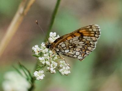 Mélitée du Mélampyre (La), Damier Athalie (Le) Melitaea athalia (Rottemburg, 1775)