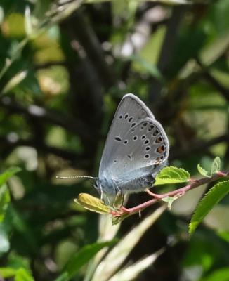 Azuré de la Jarosse (L'), Argus ligné (L') Polyommatus amandus (Schneider, 1792)