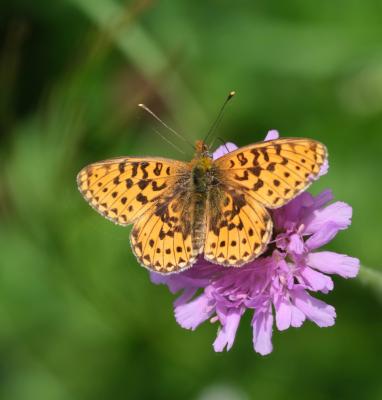 Grand collier argenté (Le), Nacré sagitté (Le) Boloria euphrosyne (Linnaeus, 1758)