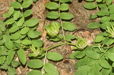 Réglisse sauvage, Astragale à feuilles de Réglisse Astragalus glycyphyllos L., 1753