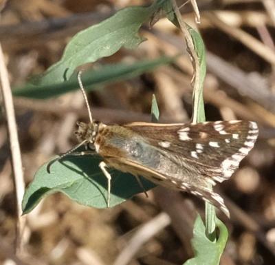 Hespérie de la Malope (L'), Vergeté (Le) Pyrgus onopordi (Rambur, 1839)